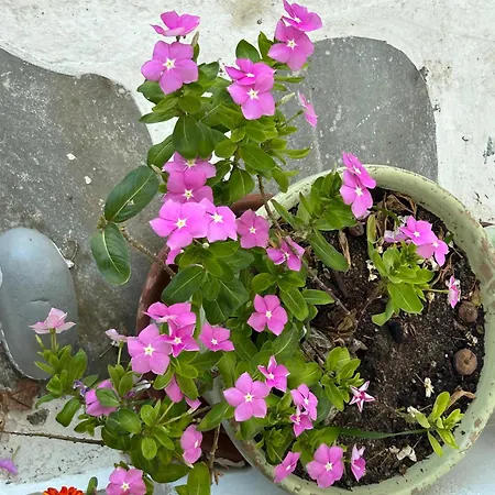 Maison d'hôtes Sunny New Port Mykonos Tourlos