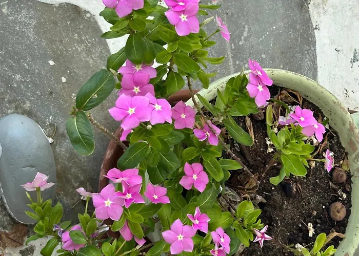 Penzion Sunny New Port Mykonos Tourlos